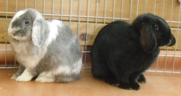Leo und Leonie