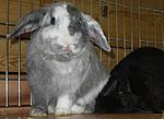 Leo & Leonie