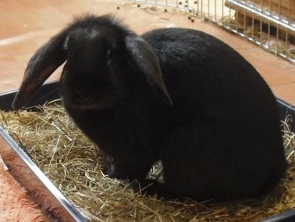 Leonie
