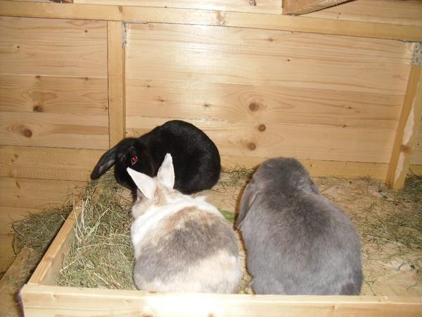 Miro, Leonie & Blume