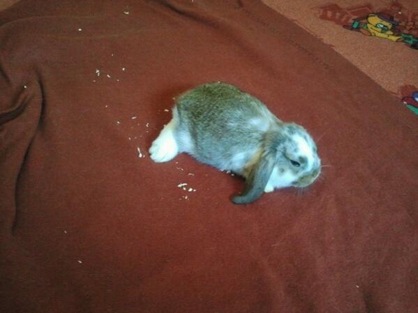 Willi