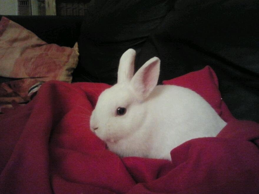 Lupinchen
