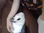 Bubu
