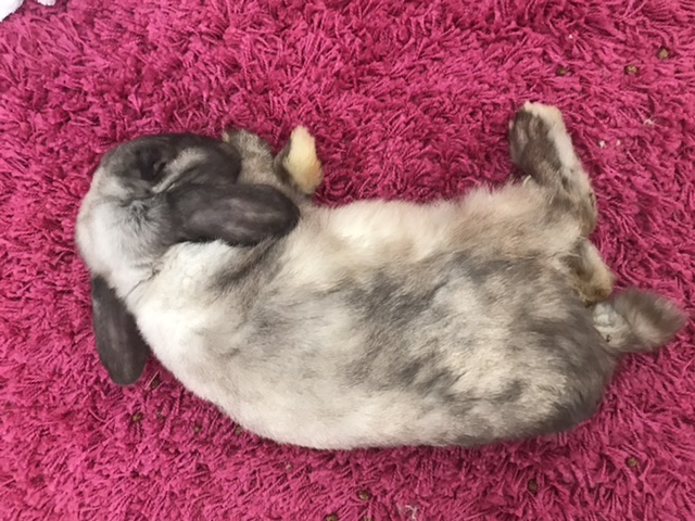 Buddha beim Mittagsschlaf