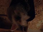 Buddy ♥