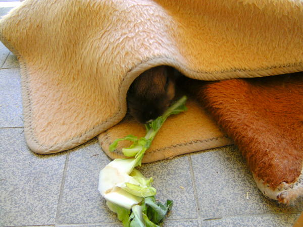 Stupsi unter ihrer Kuscheldecke :')