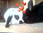 Emmi & Pino
