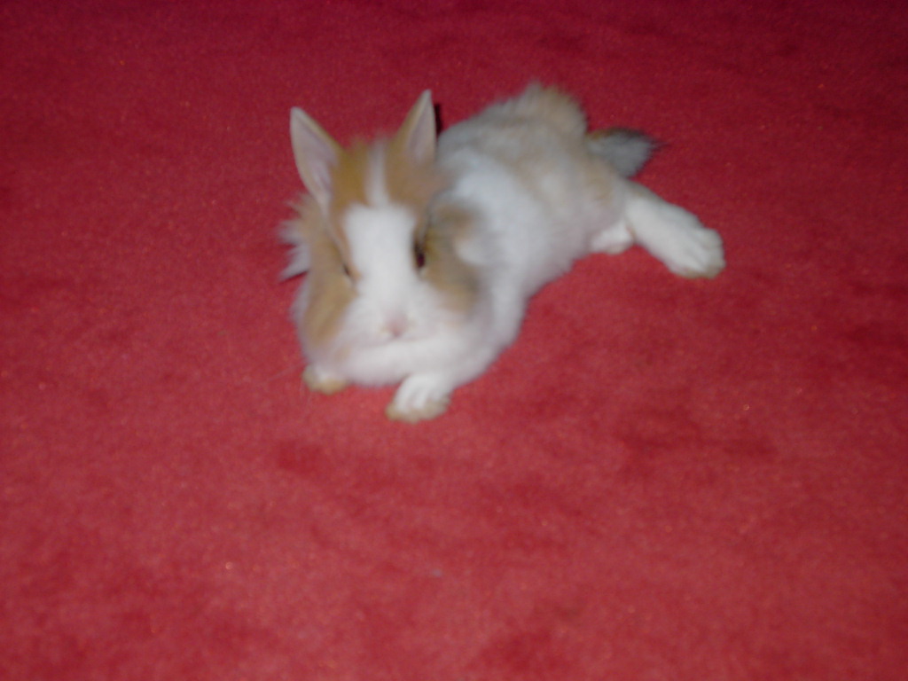 Bunny Junior 2004