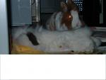 Bibo nach OP und E.C. Bunny Junior war immer an ihrer Seite.