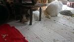 Bunny Junior beim relaxen