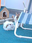 Bibo und Bunny Junior 2010
