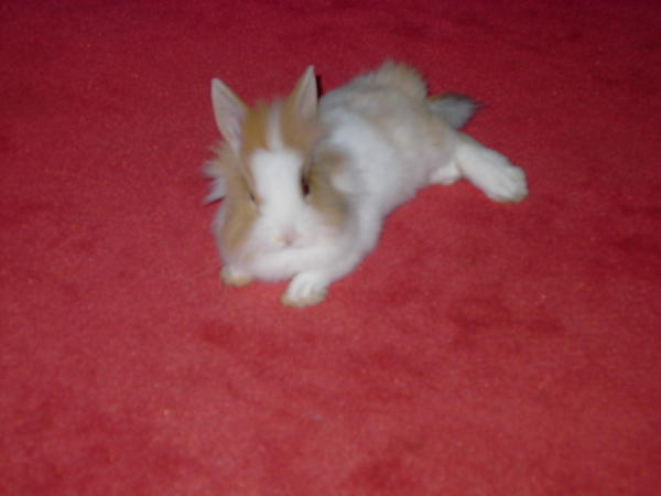 Bunny Junior mit ca. 12 Wochen (09/2004)