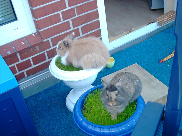 Bunny Senior mit Pepsi