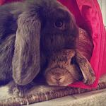 Taio & Milu