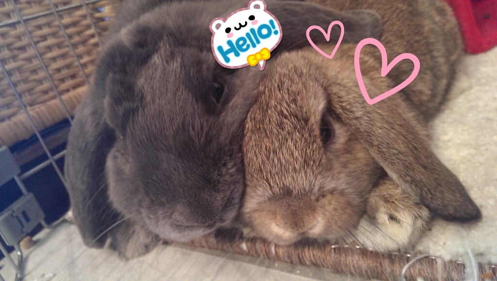 Taio & Milu