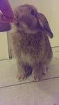 Milu