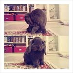 Taio