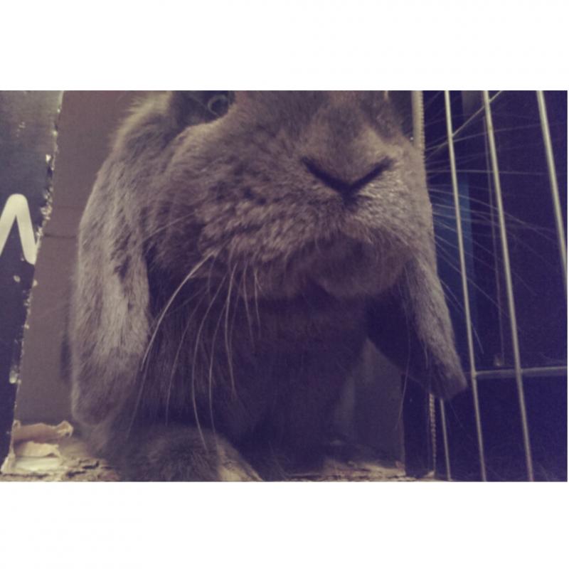 Taio