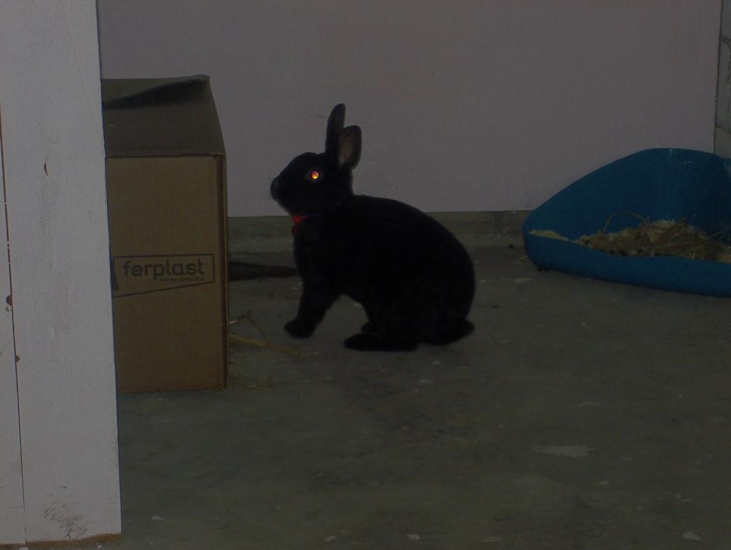 Blacky