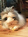 Kuschelb�llchen