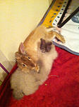 meine Babys :)