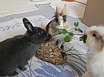 Unser Trio