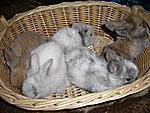 Klein Hase, noch bei Z�chter mit seinen 4 
Geschwister: Anuk, Amadeus, Anton, und Aaron. 
(meine ist ganz rechts :) )