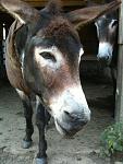 Festus :)