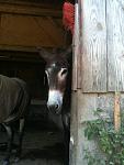 Muckel :)