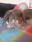 Mimi
