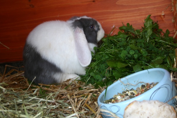 Hansi, geb. am 11.05.2011