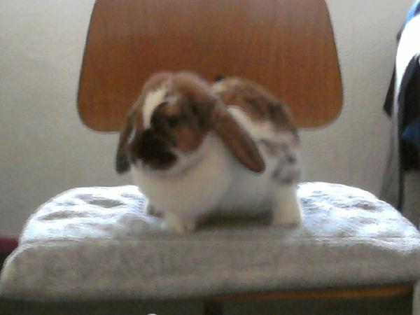 Jinny 2 Jahre alt