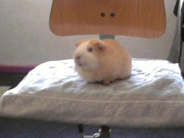 Moritz 6 Jahre alt
Glatthaarmeerli