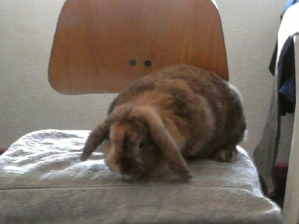 Roxy 3 Jahre alt