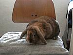Roxy 3 Jahre alt