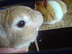 Spike k�sst sein Kuscheltier :)
