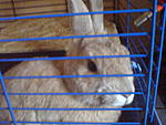dez08 
Spike hinter Gittern