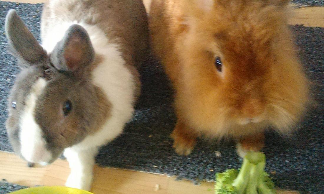 Bruno und Buxy beim Abendmahl...