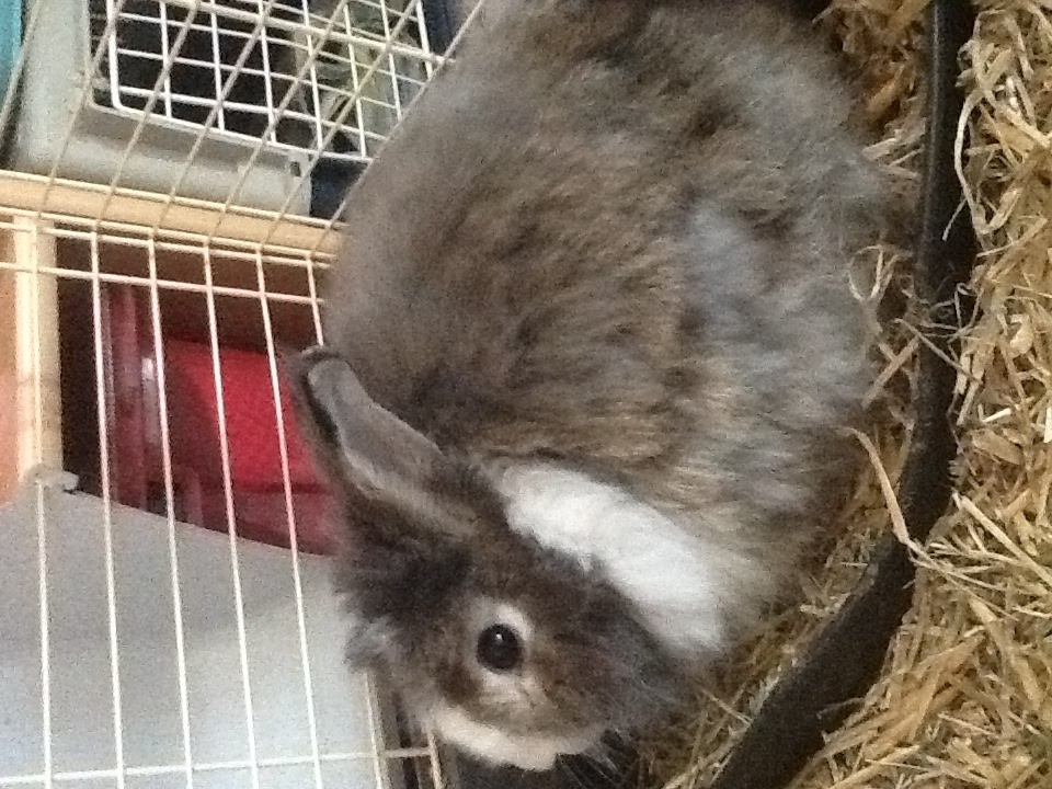 Das ist mein dritter Hase Collin