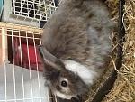 Das ist mein dritter Hase Collin