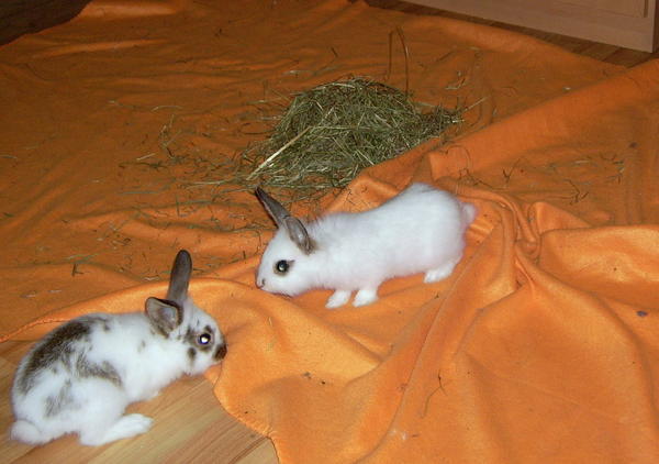 Schnupper schnupper schnupper <3
