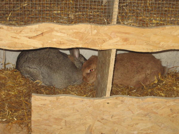 Kaninchen 006