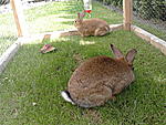 Meine 2 Pfleglinge Peanut & Fame
