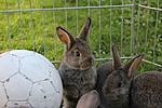 Meine kaninchenbabies (5 wochen alt)