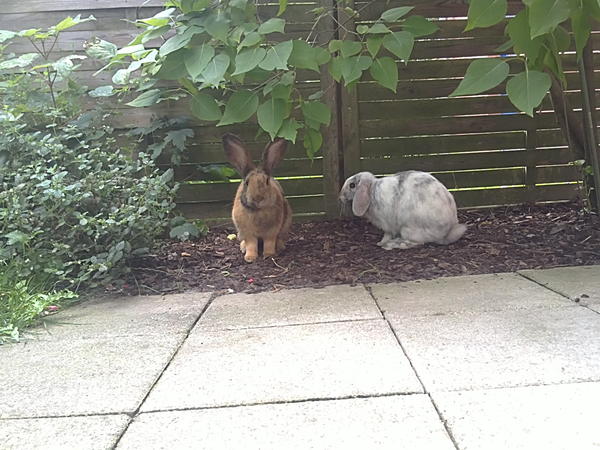 Paul und Coco im Beet