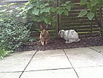 Paul und Coco im Beet