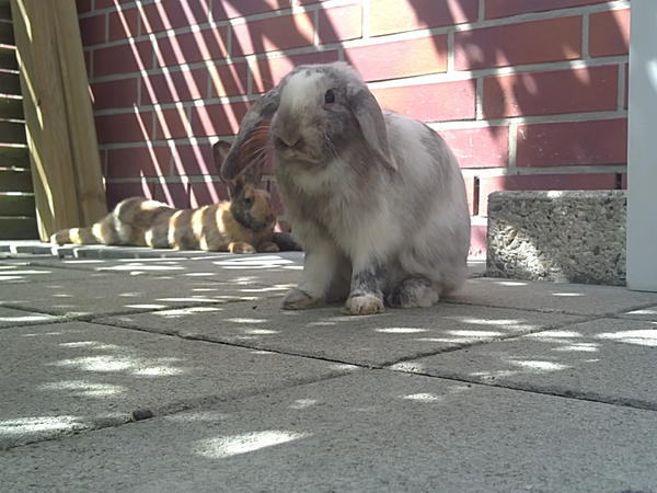 Coco auf der Terasse