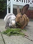 Coco und Paul beim Fressen