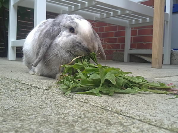 Coco beim Fressen