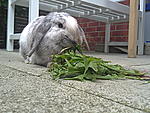 Coco beim Fressen